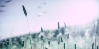 Le allergie autunnali: quali sono e come evitarle