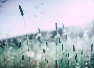 Le allergie autunnali: quali sono e come evitarle