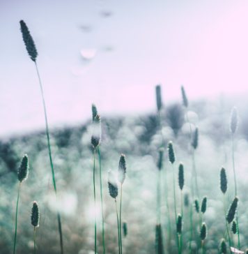 Le allergie autunnali: quali sono e come evitarle