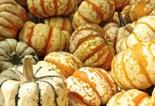 I cibi più salutari in autunno alimentazione autunno