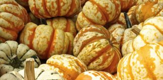 I cibi più salutari in autunno alimentazione autunno