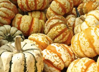 I cibi più salutari in autunno alimentazione autunno